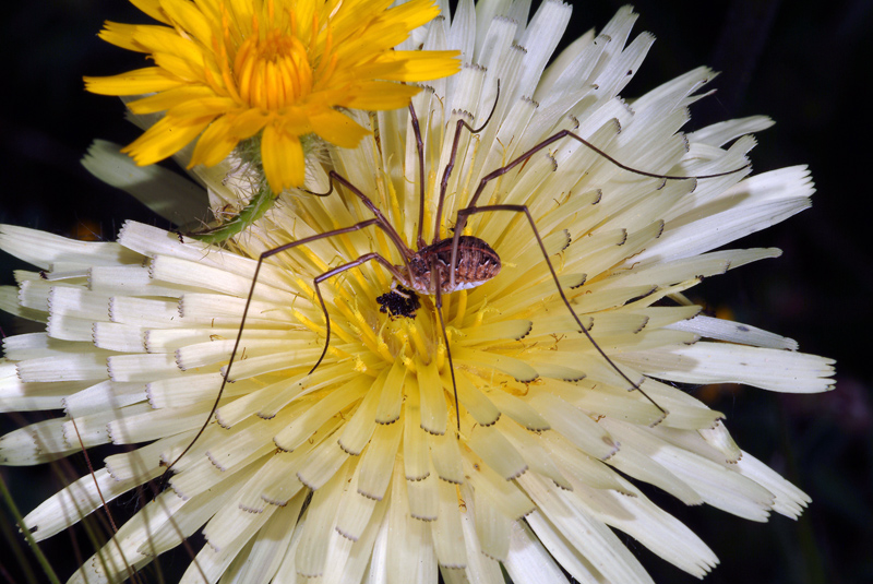 Phalangiidae toscano